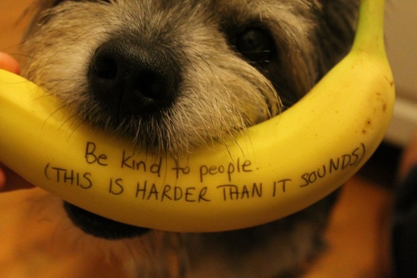 Be kind.  Both to people and to terriers that keep trying to eat the bananas that you are trying to photograph.