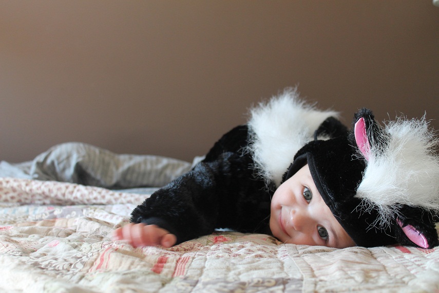 cute skunk
