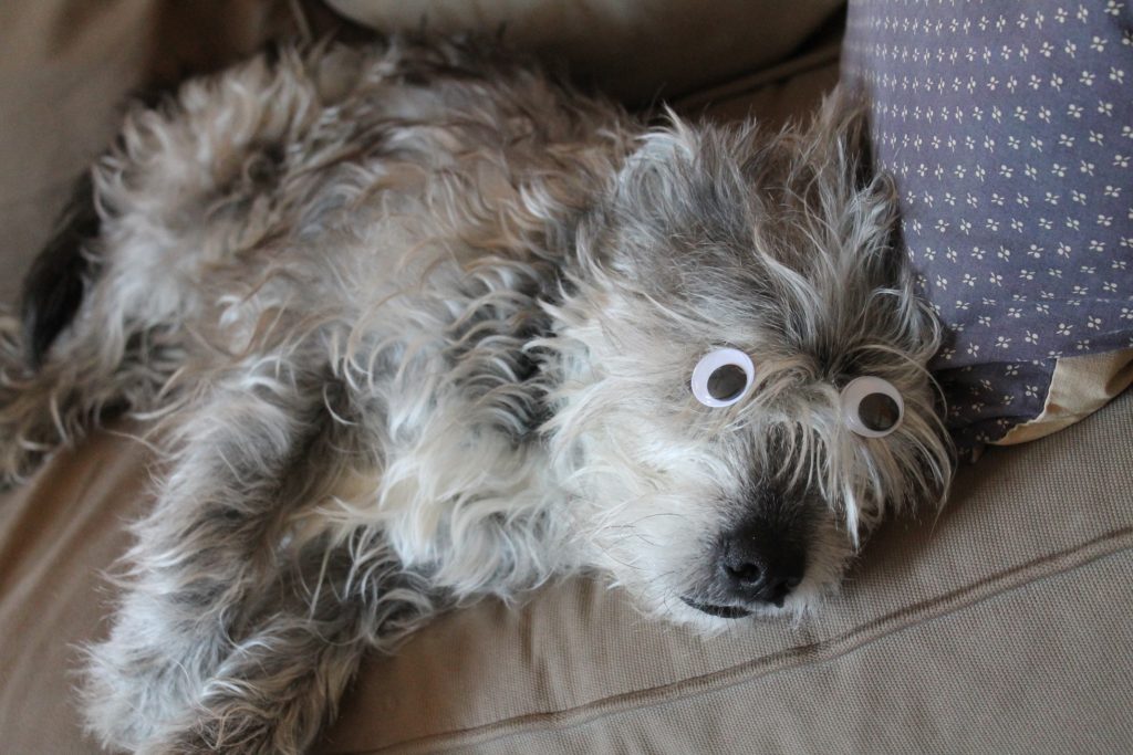 dog-with-eyes